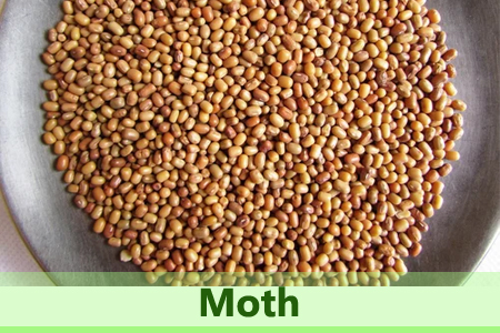 moth