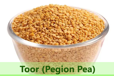 toor
